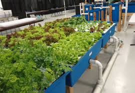 Aquaponics system