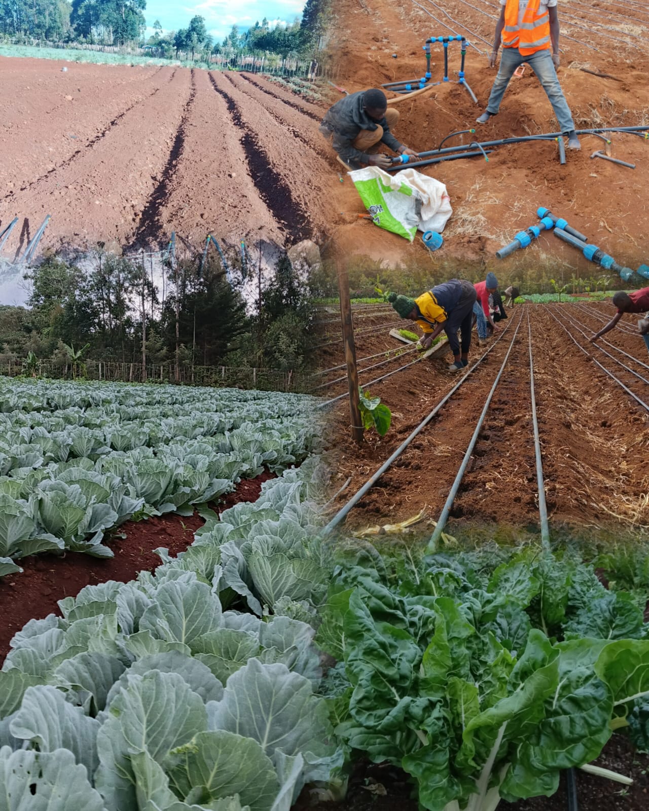 Irrigation project photo 8